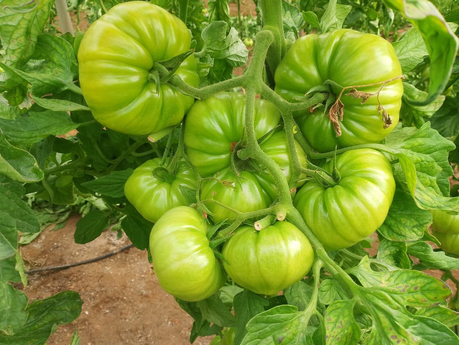 Cajas de tomates frescos Agrolachgar