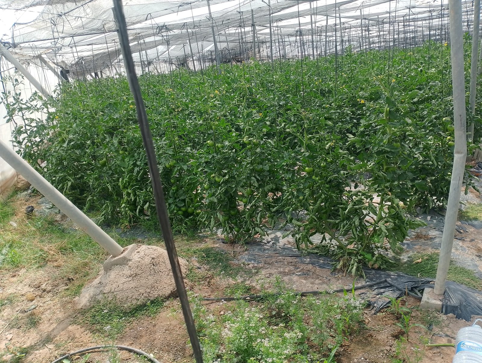 Tomates verdes en la planta