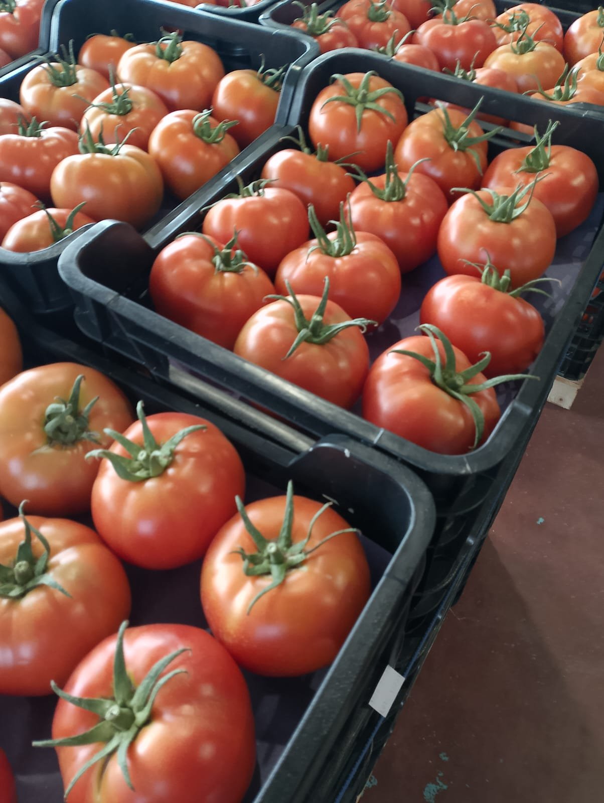 Tomates oscuros tipo Kumato